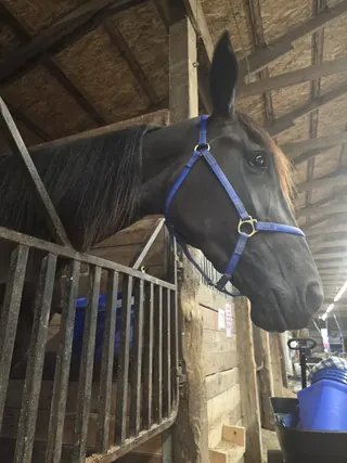 Unhynged Cadeau in her stall at the barn