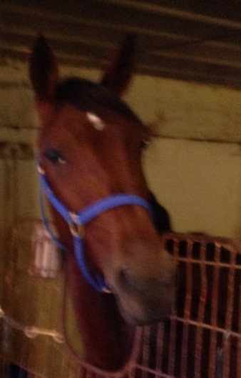 Formal Hanover [2010 , P , 3 , 1:57.2F   $14,625 (12/13/2013)]