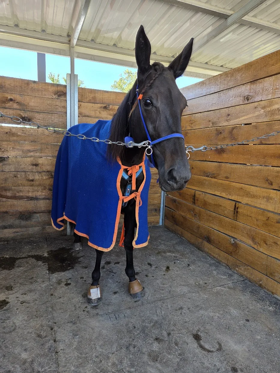 Unhynged Cadeau in a blue blanket and halter, tied in a shed row