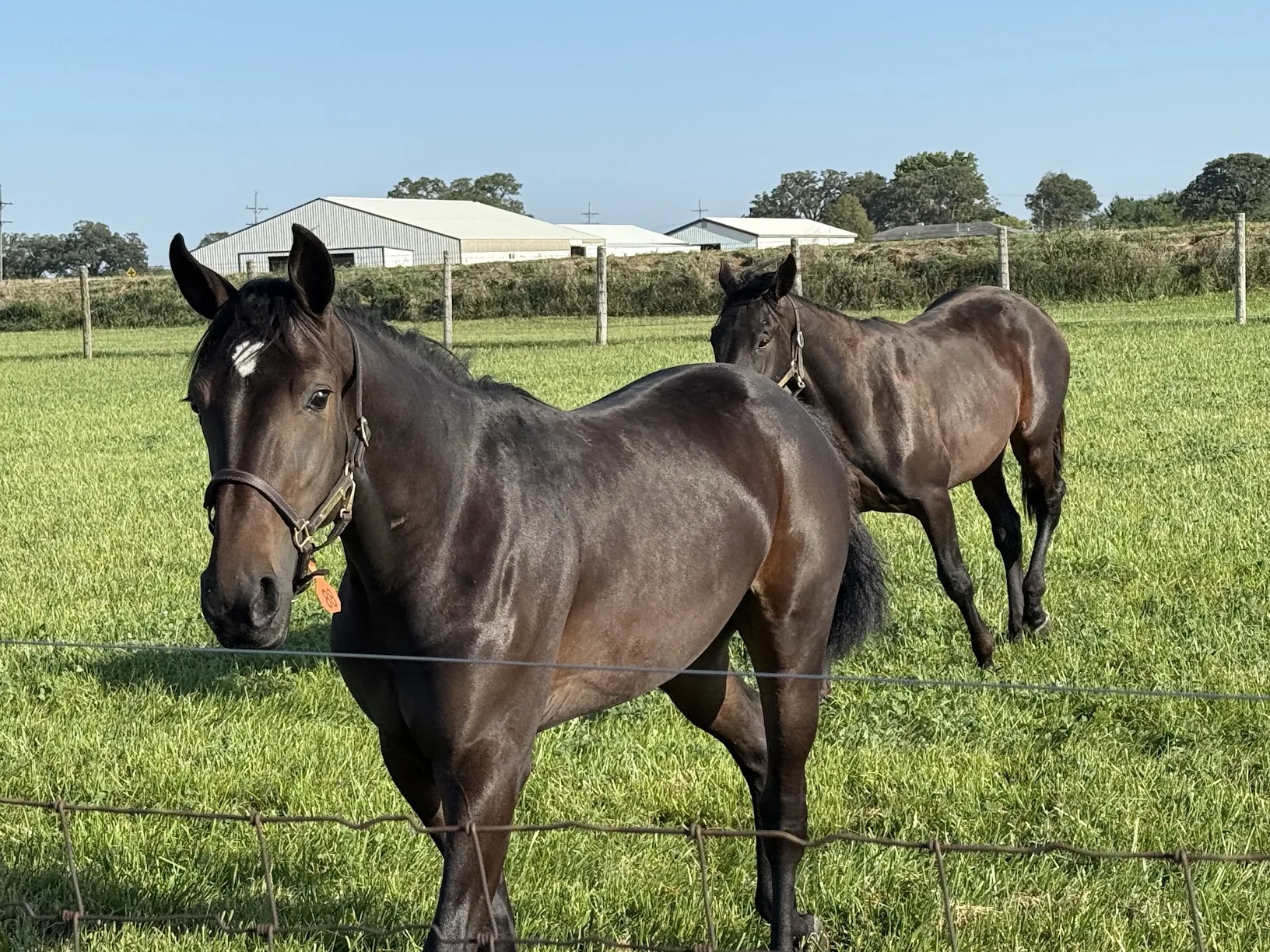 Unhynged Feu, a dark bay horse with a white star, standing at a wire fence in a pasture