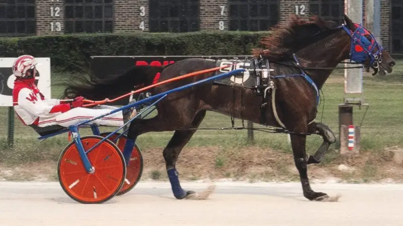 Giant Muscles Wins at Hawthorne Racecourse!