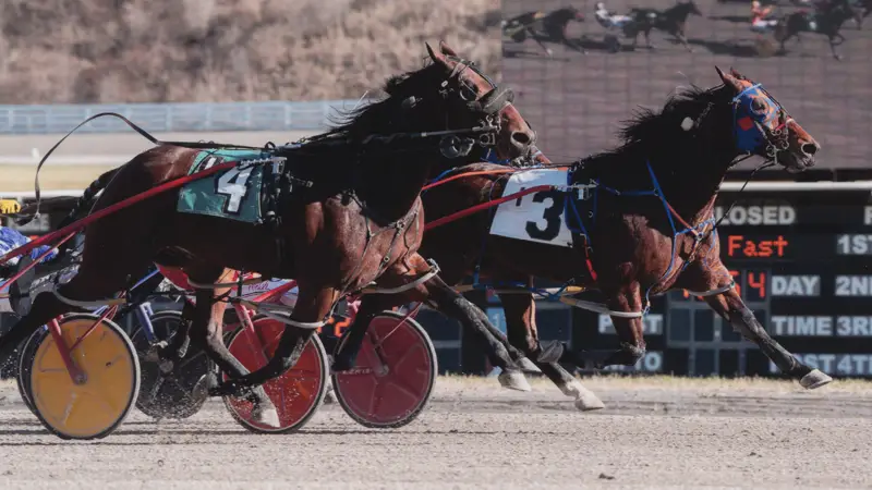 Warrawee Veloce Wins His Second in a Row at The Meadows!