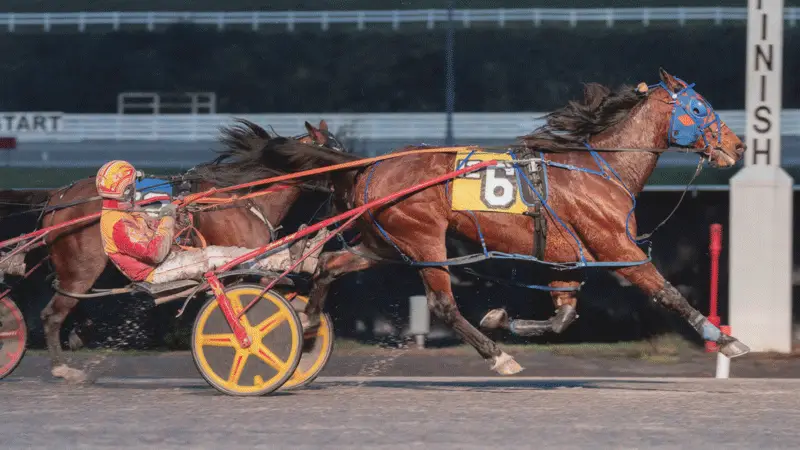 Warrawee Veloce Wins at The Meadows!
