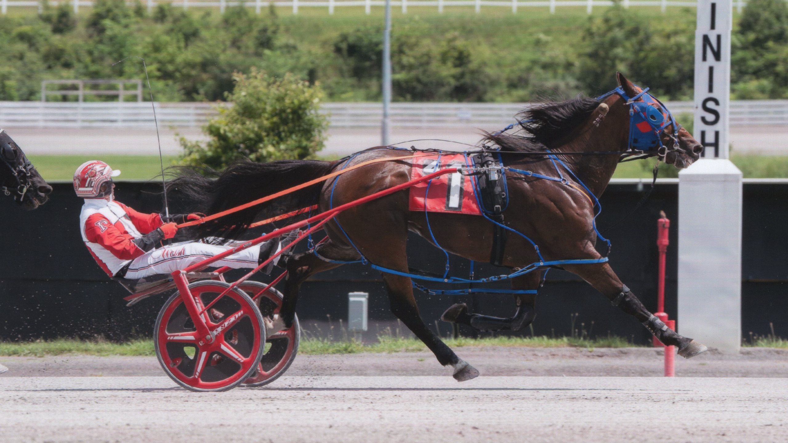 Warrawee Veloce Wins at The Meadows!